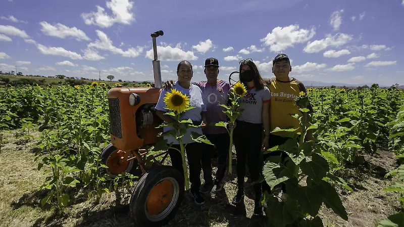 Temporada de girasoles 6